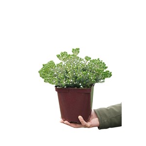 Bruyère du cap taille du pot - en pot d