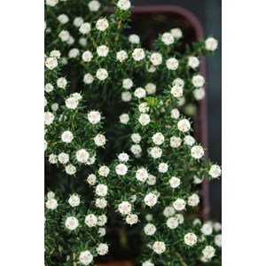 Bruyère du cap taille du pot - en pot d