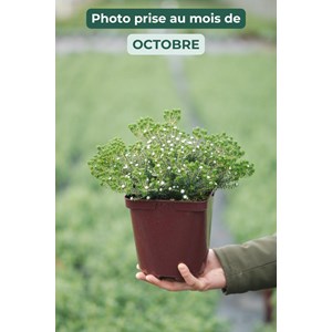 Bruyère du cap taille du pot - en pot d