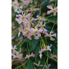 Jasmin étoilé rose taille du pot - en