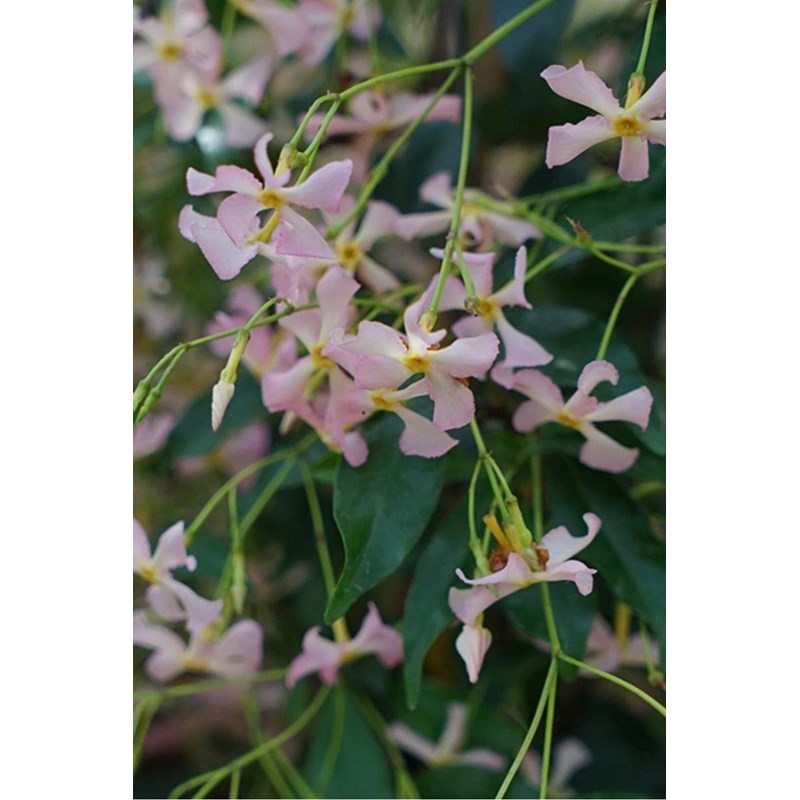 Roué Pépinières - Jasmin étoilé rose taille du pot - en pot de 3 litres