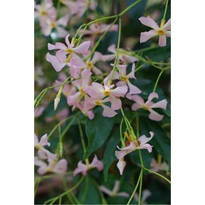 Jasmin étoilé rose taille du pot - en