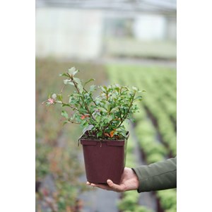 Jasmin étoilé rose taille du pot - en