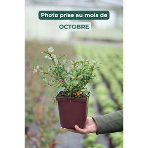 Jasmin étoilé rose taille du pot - en