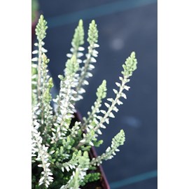 Bruyère d'été 'asli' taille du pot -