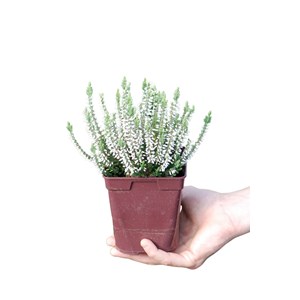 Bruyère d'été 'asli' taille du pot -