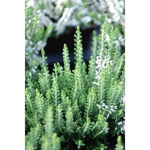 Bruyère d'été 'asli' taille du pot -