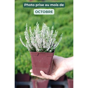 Bruyère d'été 'asli' taille du pot -
