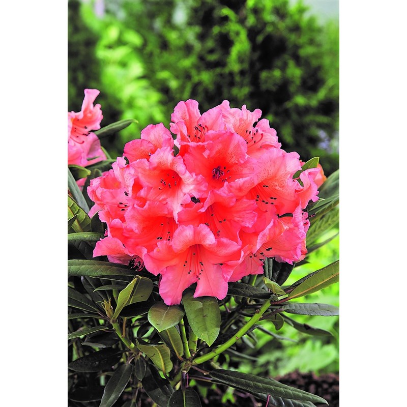 Rhododendron 'tortoiseshell orange' taille du pot - en pot de 5 litres