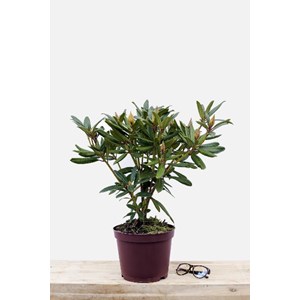 Rhododendron 'tortoiseshell orange' tail