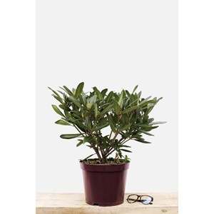 Rhododendron 'tortoiseshell orange' tail