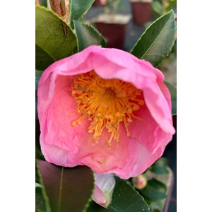 Camélia 'pink goddess' taille du pot -