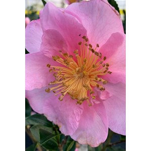 Camélia 'pink goddess' taille du pot -