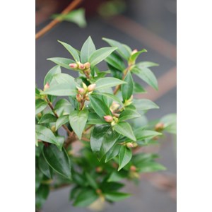 Camélia transtasman taille du pot - en