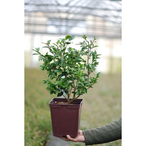 Camélia transtasman taille du pot - en