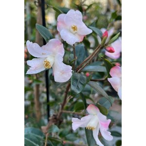 Camélia transtasman taille du pot - en pot de 7.5 litres