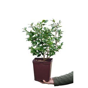 Camélia transtasman taille du pot - en
