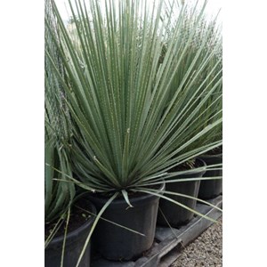 Dasylirion taille du pot - en conteneur (hauteur à la livraison 60&nbsp;80 cm)