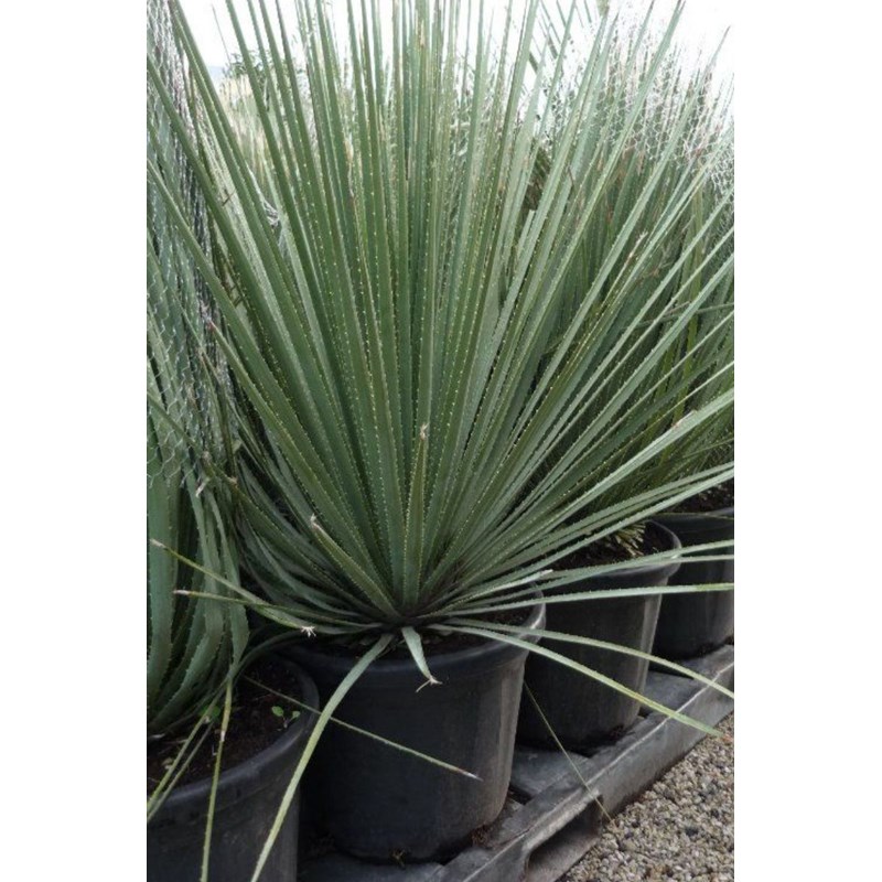 Dasylirion taille du pot - en conteneur