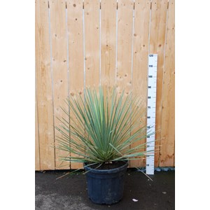 Dasylirion taille du pot - en conteneur