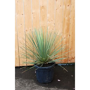 Dasylirion taille du pot - en conteneur