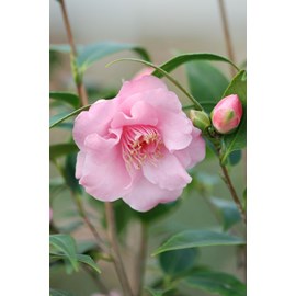 Camélia 'christmas daffodil' taille du