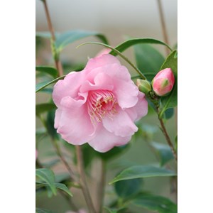 Camélia 'christmas daffodil' taille du