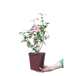 Camélia 'christmas daffodil' taille du