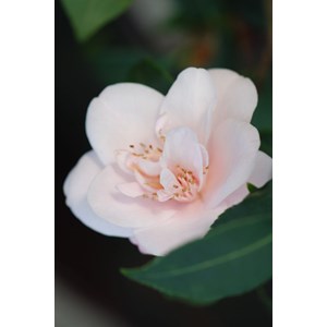 Camélia 'christmas daffodil' taille du