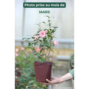 Camélia 'christmas daffodil' taille du