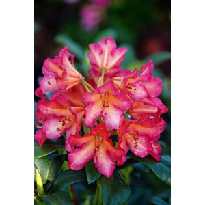 Rhododendron 'scyphocalix' taille du pot