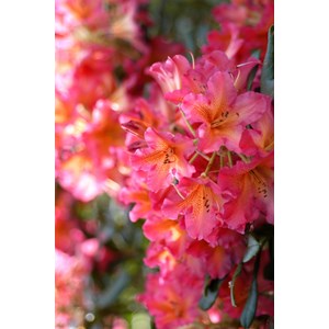 Rhododendron 'scyphocalix' taille du pot