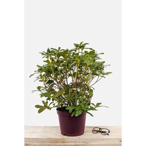 Rhododendron 'scyphocalix' taille du pot