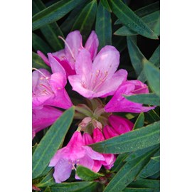 Rhododendron 'graziella' taille du pot -