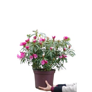 Rhododendron 'graziella' taille du pot -