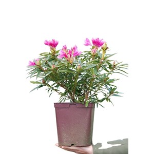 Rhododendron 'graziella' taille du pot -