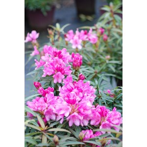 Rhododendron 'graziella' taille du pot -
