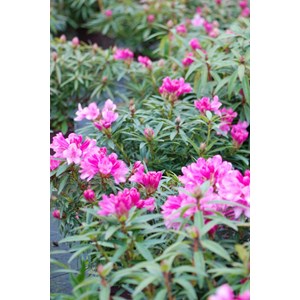 Rhododendron 'graziella' taille du pot -