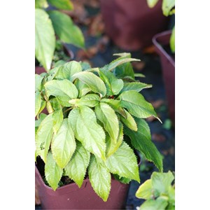 Hortensia rosemary foster' taille du pot - en pot de 3 litres
