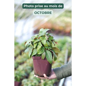 Hortensia rosemary foster' taille du po