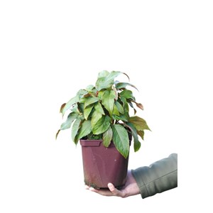 Hortensia rosemary foster' taille du po