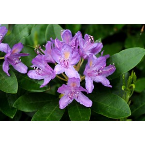 Rhododendron pontique taille du pot - en