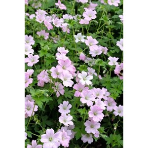 Géranium vivace dreamland' taille du pot - en pot de 1 litre