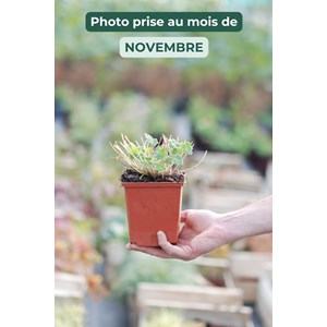 Géranium vivace dreamland' taille du po