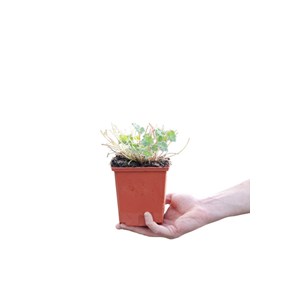 Géranium vivace dreamland' taille du po