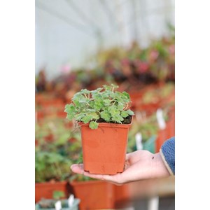 Géranium vivace dreamland' taille du pot - en pot de 1 litre