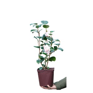Camélia 'margaret davis' taille du pot