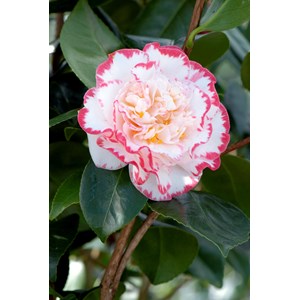 Camélia 'margaret davis' taille du pot