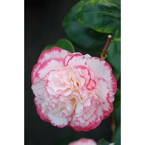 Camélia 'margaret davis' taille du pot