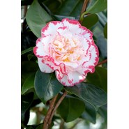 Camélia 'margaret davis' taille du pot